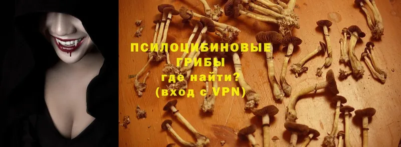 Псилоцибиновые грибы Psilocybe  цены наркотик  Ирбит 